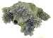 poodle20 - Grey Poodle 85 Jelly Babies