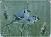 Tuftop Bluejays Large Textured Glass Cutting Board