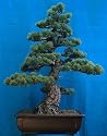 Japanese White Pine 15 Seeds - Bonsai