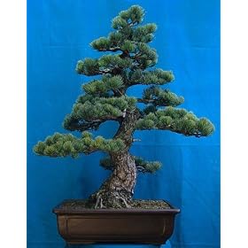 Japanese White Pine 15 Seeds - Bonsai