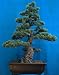 Japanese White Pine 15 Seeds - Bonsai
