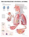 The The Respiratory System and Asthma Anatomical Chart
