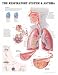 The The Respiratory System and Asthma Anatomical Chart