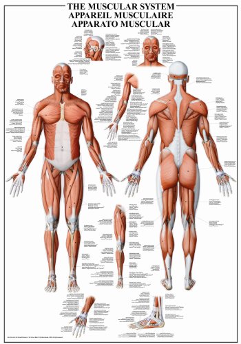 International Publishing ART STONES - Science The Muscular System, 1000 Teile Puzzle Preisvergleich