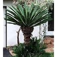 Japanese Sago Palm Plant - 6" Pot - Cycas revoluta