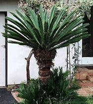 Japanese Sago Palm Plant - 6" Pot - Cycas revoluta