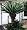 Japanese Sago Palm Plant - 6" Pot - Cycas revoluta