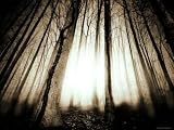 Sunlight Shining through Dense Forest Photographic Poster Print by Jan Lakey, 12x9