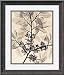 American Elm Framed Print by Judith McMillan Framed