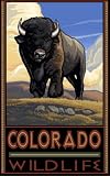 Northwest Art Mall 11 x 17 Poster Colorado Buffalo by Paul A. Lanquist