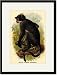 Black Framed/Matted Print 17x23, White Crowned Mangabey