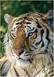 National Geographic by New Creative - Tiger Large Impressions Flag