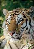 National Geographic by New Creative - Tiger Large Impressions Flag