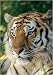 National Geographic by New Creative - Tiger Large Impressions Flag