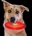 Dog Discuit Red Light-Up Disc