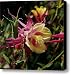 Wild Columbine Canvas Print / Canvas Art - Artist Rona Black