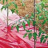 Plant Fertilizer - High Yield Red Tomato Mulch Seeds