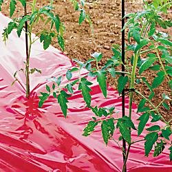 Plant Fertilizer - High Yield Red Tomato Mulch Seeds