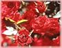 Feisty (Rosa Miniature) - Bare Root Rose