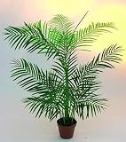Eigenschaften huebsch-deko.de  / Areca Palme 13 Blätter im Topf 120cm