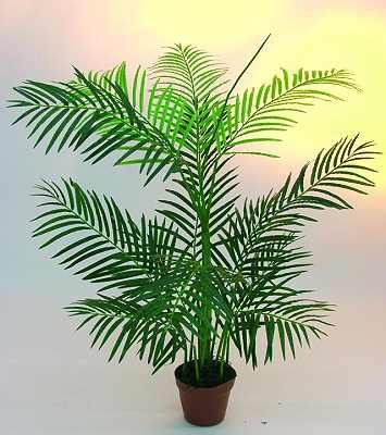Areca Palme 13 Blätter im Topf 110cm