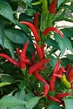 Thai Hot, Hot Pepper Seeds Capsicum Annuum 1 Grams Approx 400 Gardening Seeds Vegetable Garden Seed 51lbOn9YT6L. SL160 Thai Hot, Hot Pepper Seeds Capsicum Annuum 1 Grams Approx 400 Gardening Seeds Vegetable Garden Seed