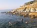 Man Floating in Dead Sea, Jordan, Middle East Art Photographic Poster Print by Alison...