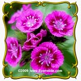 Sweet William (Dianthus barbatus) Jumbo Wildflower Seed Packet - 2000 Seeds