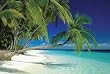 Maldives (Palm Trees Over Water) Art Poster Print - 24" X 36"