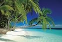 Maldives (Palm Trees Over Water) Art Poster Print - 24" X 36"