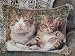 Gorgeous Wool Needlepoint Cushion Cover/Pillow Sham 30