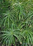 Umbrella Plant 50 Seeds - Cyperus alternifolia -Aquatic