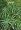 2 Umbrella Plants - Cyperus alternifolia-Likes Moisture