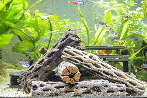Cholla Wood, 3 Nice Pieces of Aquarium Driftwood Decoration by Aquatic Arts