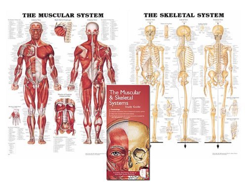 Muscular System Chart & Skeletal System Anatomical Chart with Study Guide