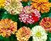 Candy Stripe Zinnia Mix - 50 Seeds