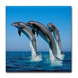 Tile Coaster (Set 4) Dolphins Dancing