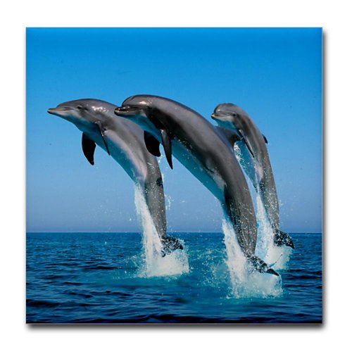 Tile Coaster (Set 4) Dolphins Dancing