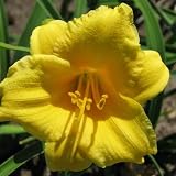 Wholesale Lot 100 Fans of Stella De Oro Daylilies
