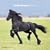 Horses 2010 Calendars
