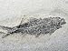 Fossil Fish (Diplomystus), Eocene Period, 50 M.Y.A., Green River Formation, Wyoming, USA Photographic Poster Print by Ken Lucas, 24x18