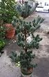 Dwarf Japanese White Pine, Five Gallon Container by Monrovia Growers