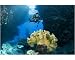Photographic Print of Diver and coral (Sarcophyton sp) in cave system with blue background, Egyptian... from Specialist Stock