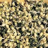 Outdoor Living : Sprouting Seeds - Chinese Bean Sprouts mung Beans