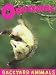 Books : Opossums (Backyard Animals)