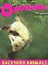 Opossums (Backyard Animals)