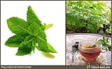 Nature Seeds Peppermint / Mint / Mentha Piperata 800 Herb / Vegetable Gardening Seeds 51lehV CnpL. SL160 Nature Seeds Peppermint / Mint / Mentha Piperata 800 Herb / Vegetable Gardening Seeds