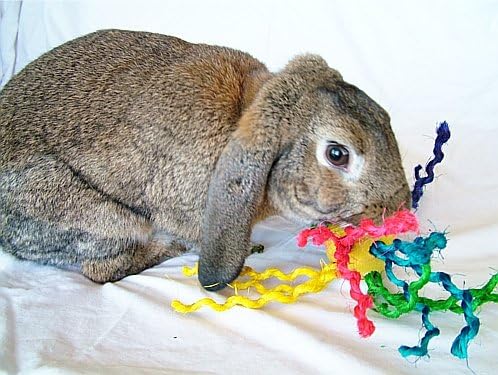 Daddy Long Legs Pet Rabbit Toy