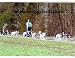 2008 Siberian Husky Assist Calendar