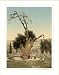 Abrahams tree Mamreh Hebron Holy Land (West Bank), c. 1890s, (L) Library Image